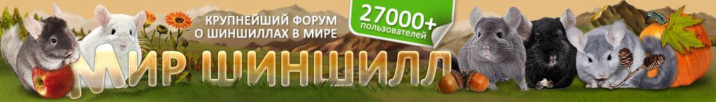 Мир Шиншилл